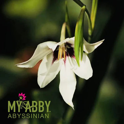 Abyssinian Oil: Why it is superior to other oils!